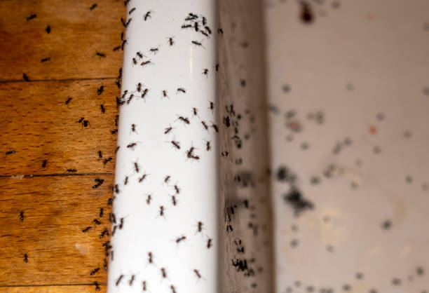 Trusted Forestville, MD Pest Control Experts